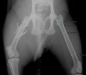 猫の大腿骨粉砕骨折の治療例 術前