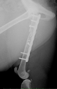 猫の大腿骨粉砕骨折の治療例 術後