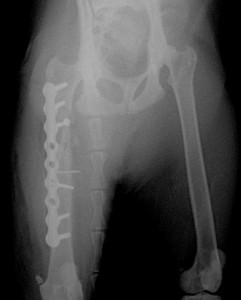 猫の大腿骨粉砕骨折の治療例 術後