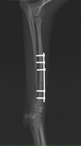 LCP1.5を使用して整復した、トイプードルの橈尺骨骨折の治療例