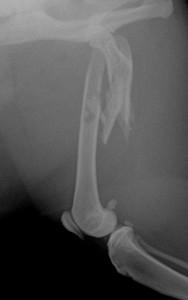 猫の大腿骨粉砕骨折の治療例 術前