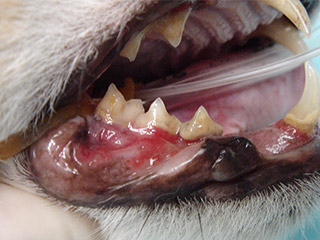 歯周病で口が痛い猫
